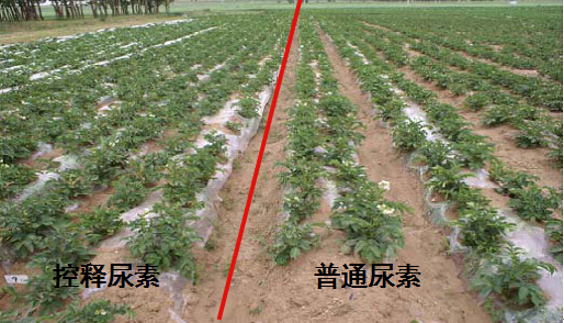 精东视频APP下载入口缓释尿素在马铃薯上的对比实验.jpg