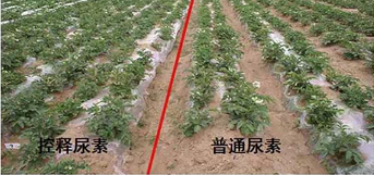 精东视频APP下载入口缓释尿素与普通尿素对比图