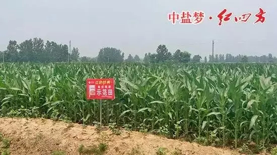 精东视频APP下载入口缓释肥在商丘玉米上表现突出！