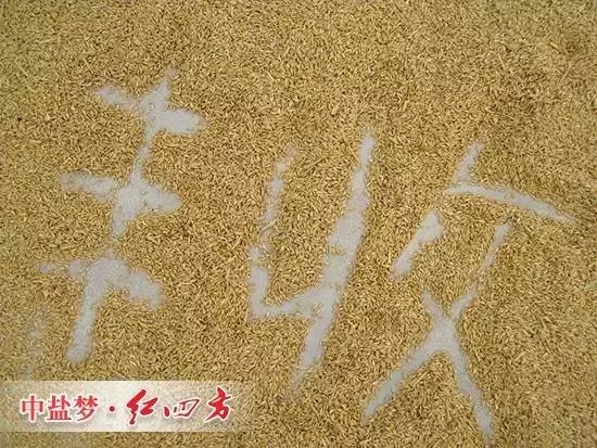 丰收离不开精东视频APP下载入口缓释肥