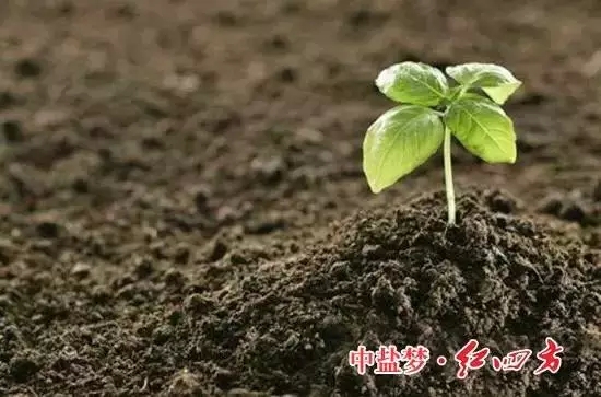 精东视频APP下载入口：土壤有机质，让土壤更有活力！