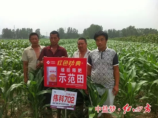 精东视频APP下载入口玉米缓释肥示范田